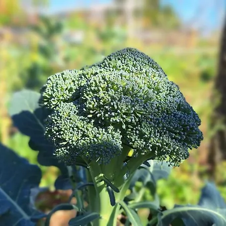 Casa Leopina Apri Gli Occhi E Vola Oltre Il Mare Semesterbostad
