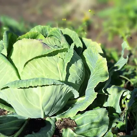 Semesterbostad Casa Leopina Apri Gli Occhi E Vola Oltre Il Mare SantʼAlfio