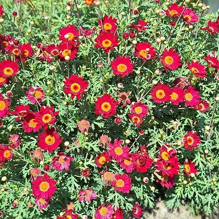 Casa Leopina Apri Gli Occhi E Vola Oltre Il Mare Semesterbostad