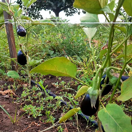 Casa Leopina Apri Gli Occhi E Vola Oltre Il Mare Semesterbostad *